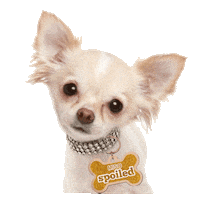 dog chihuahua Sticker by MISO PUP