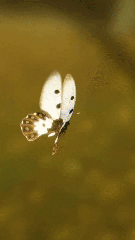 Butterfly GIF by Zacxophone