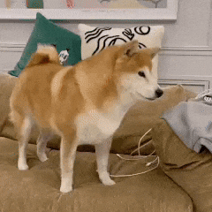 Shiba 打你 GIF