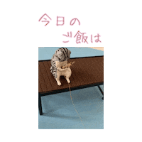 Cat Fun Sticker