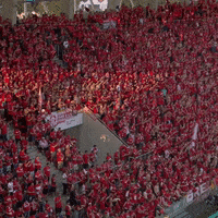 1 Fc Cologne Football GIF by 1. FC Köln