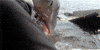 richard dreyfuss jaws GIF