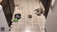 Pup Infestation: Minnesota Kitchen Taken Over by Sleeping Corgi Puppies