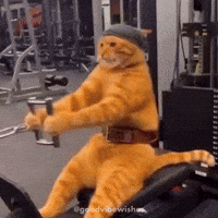 Screaming Orange Tabby GIF