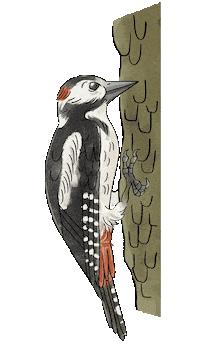 Woodpecker Sticker by Naturschule fernundaktiv