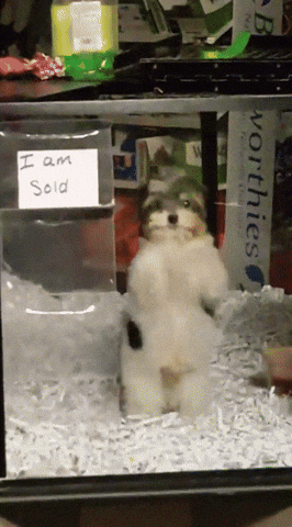 Dance Pup GIF