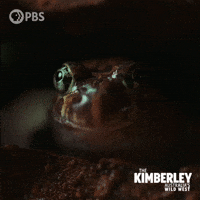 Australia Stare GIF by PBS