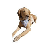 Golden Retriever Service Dog Sticker by Geekster Pets