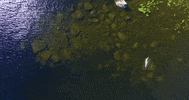 maine GIF