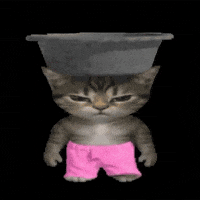 Cat Kitten GIF by POST-WEB