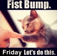 Cat Fist Bump GIF