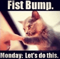 Cat Fist Bump GIF
