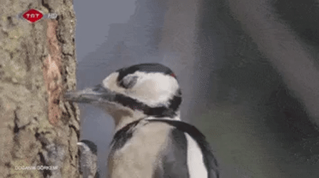 woodpecker pecking GIF