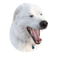 Great Pyrenees Reaction Sticker