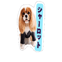 シャちゃん Sticker