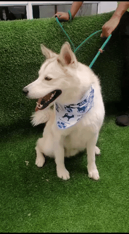 SPCA giphyupload GIF