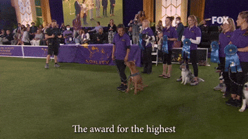 Highest Scoring All American Dog