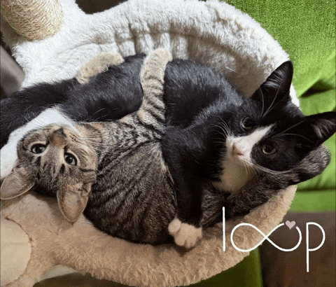 Cat Loop GIF