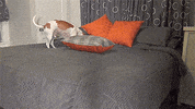dog rolls roll over GIF