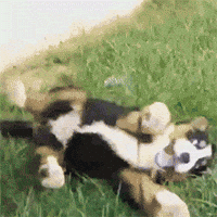dog rolls rolling GIF by HuffPost