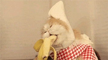 cat banana GIF