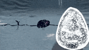 Dance Animation GIF by Anna B Savage