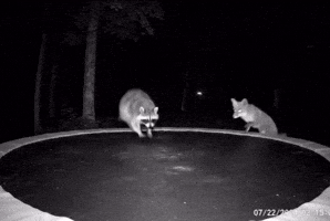 Fox Jumping GIF by Respective