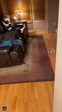 Adorable Turtle Rushes to Greet Owner When She Returns Home