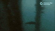 Looking Sea Otter GIF by Monterey Bay Aquarium