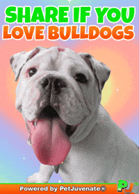 PetJuvenate petjuvenate henlo hooman fren love rescue dogs treatos and woofer for pupper GIF