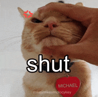 Funny Cat Shut Up GIF