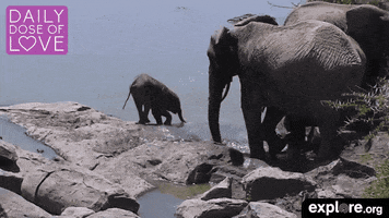 elephant kenya GIF by explore.org