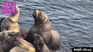 sea lions wildlife GIF by explore.org