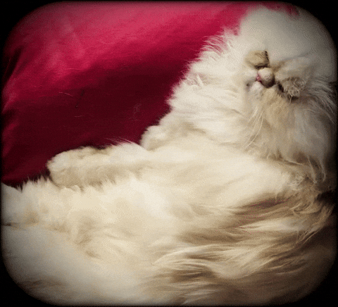 parkercross1 buck 32825 GIF