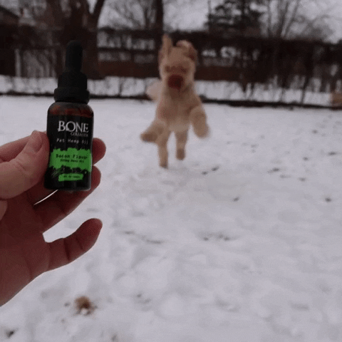 bagodesigns bone collector hemp 1 dog GIF