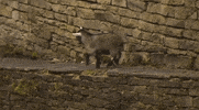 GIF by Random Goat