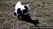GIF by Random Goat