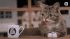lil bub wink GIF by Internet Cat Video Festival