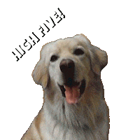 Dog Energy Sticker