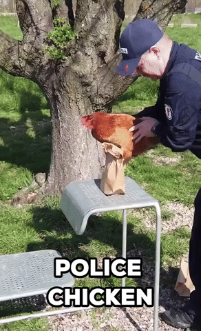 Police Chickens