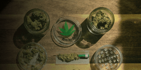 californiacannabistestinglabs giphygifmaker giphyattribution california cannabis testing labs GIF