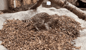 Serval Cat Leaves GIF by Valley Zoo Development Society