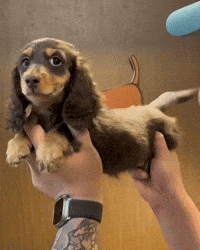 Excited Dog GIF by Respective