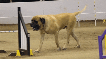 big dog GIF by Digg