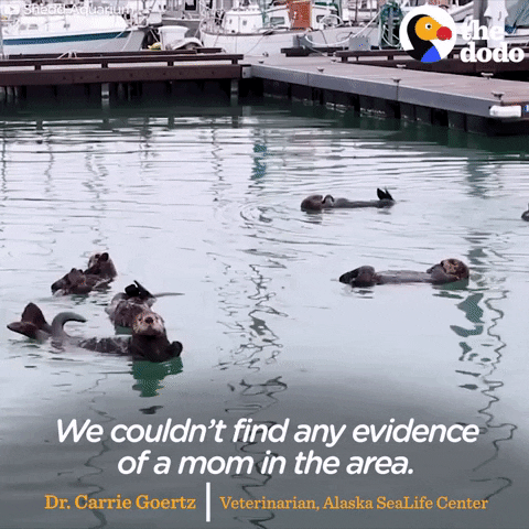 sea otters GIF by The Dodo