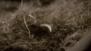 makeout GIF by Aftermath TV