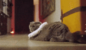 G-Dragon Cat GIF