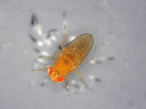 Fruit Fly GIF by Ansel Oommen