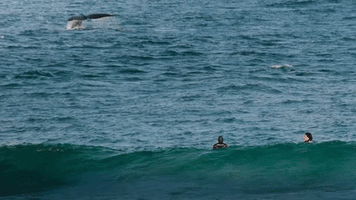 These Surfers Have a Whale of a Time