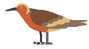 Red Knot Beach Sticker by VJ Suave